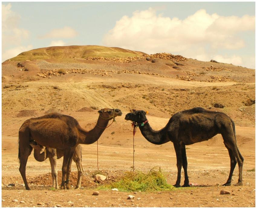 Two dromedary camels interacting in a Moroccan des