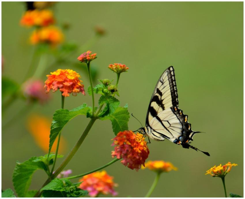 Close-up of an Eastern Tiger Swallowtail butterfly