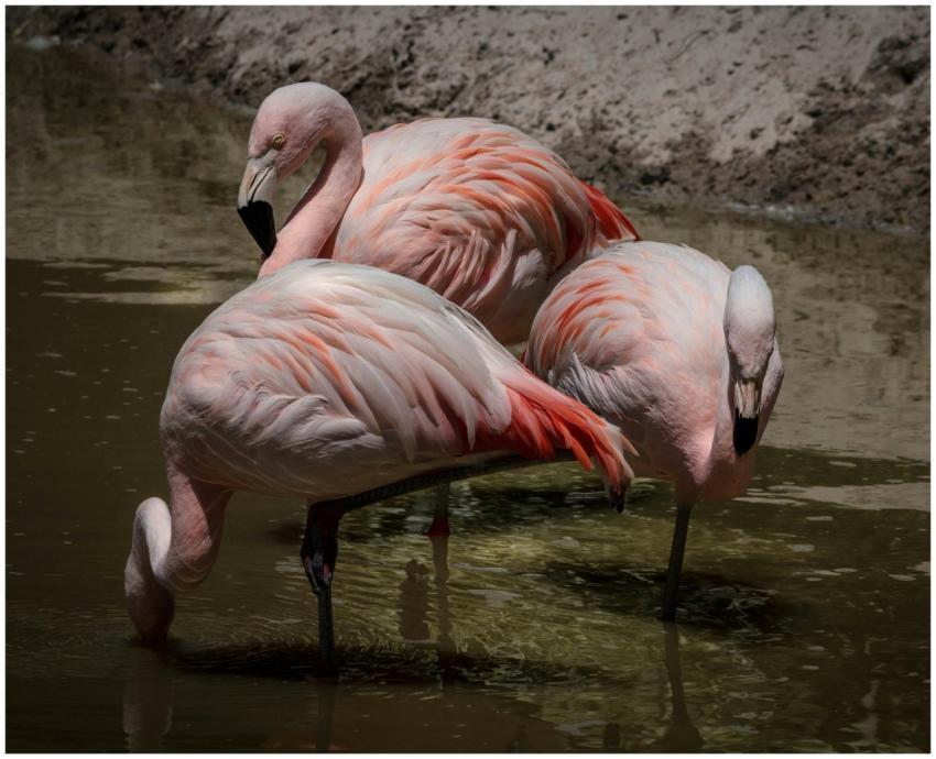 Three pink flamingos gracefully wading in water, d