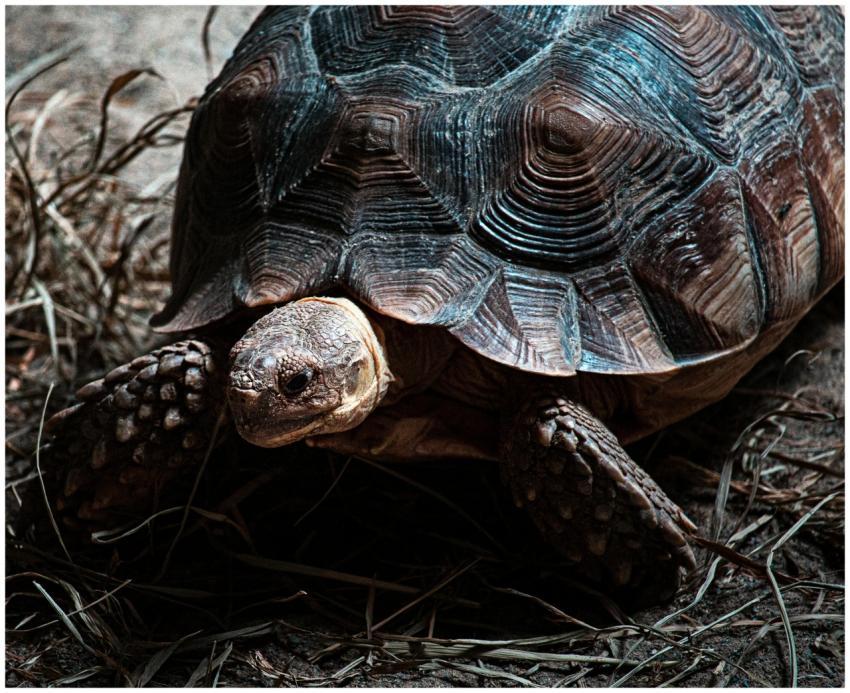 Detailed view of a tortoise with textured shell in