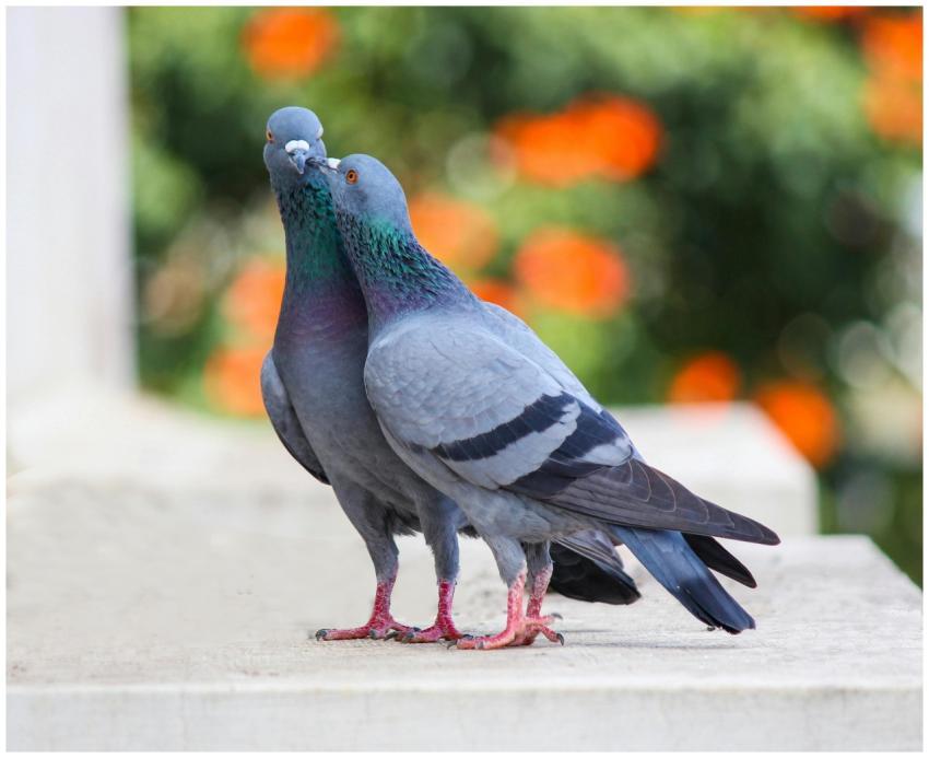 Close-up of two pigeons on a ledge with blurred gr