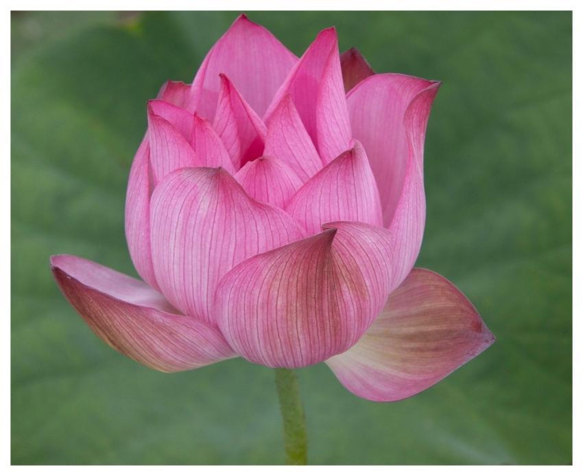 Lotus Flower Pond Plant
