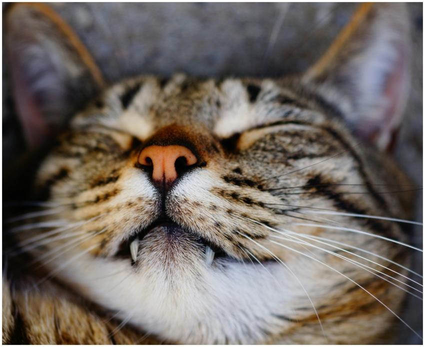 Charming close-up of a relaxed tabby cat sleeping,