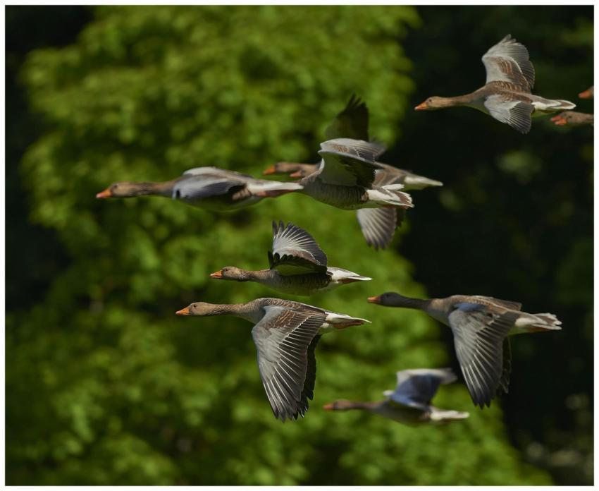 A group of geese flying in formation against a lus
