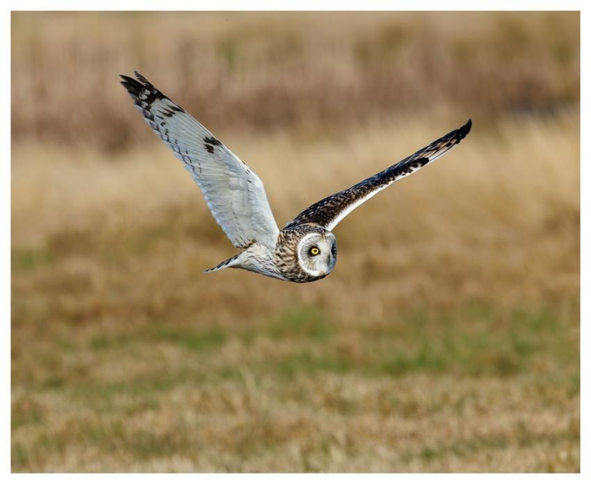 Short-Eared Owl Owl Bird Nature