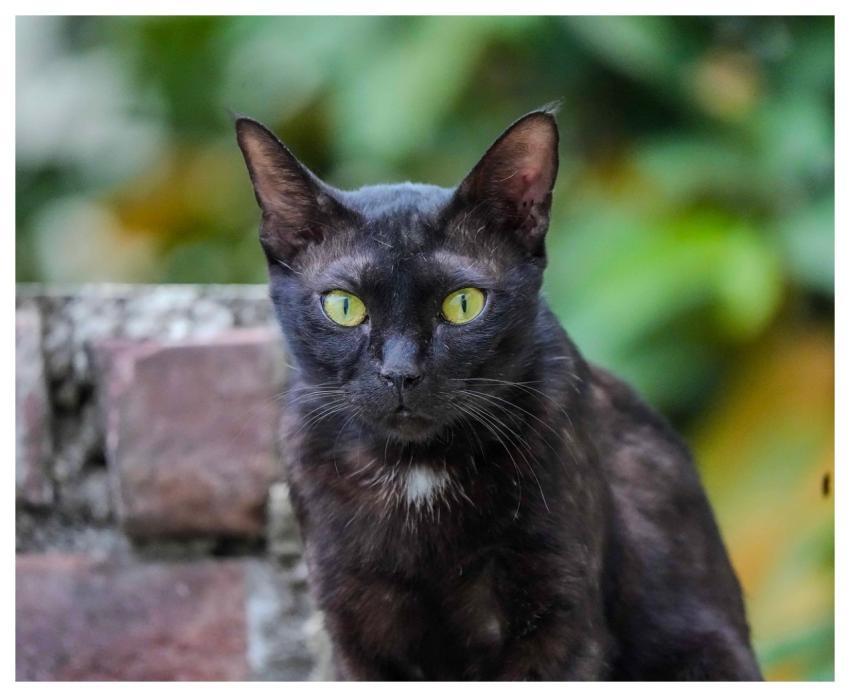 Cat Pet Nature Animal