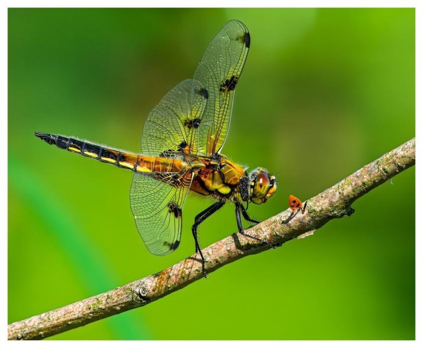 Dragon-Fly Insect Macro Entomology