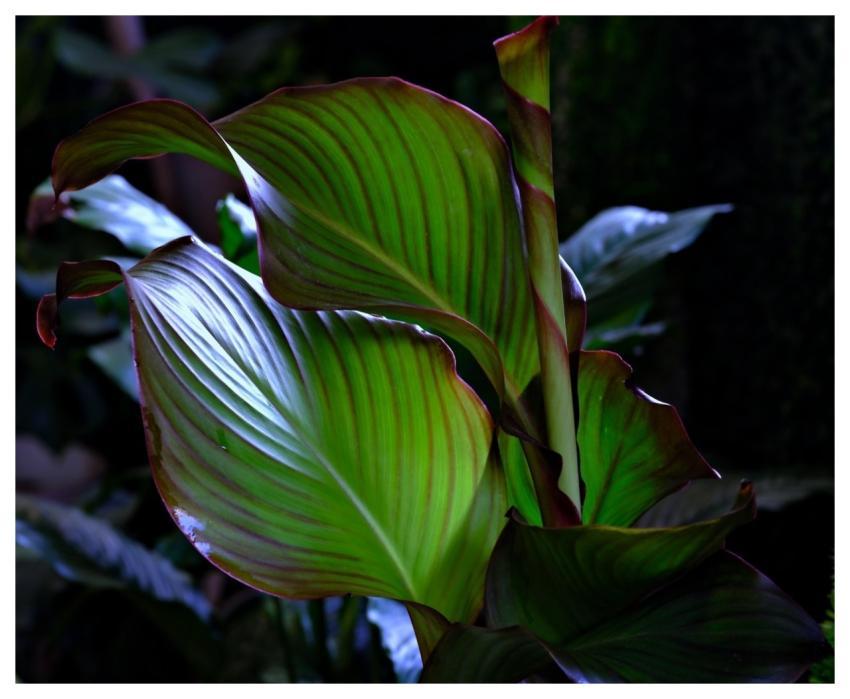Leaves Plant Foliage Nature