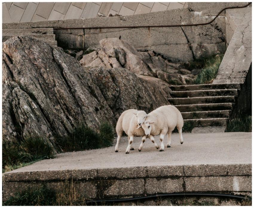 Sheep explore rugged terrain in Bergen, Norway. Na