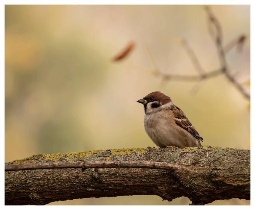 Bird Bloodhound Windows Wallpaper Feather
