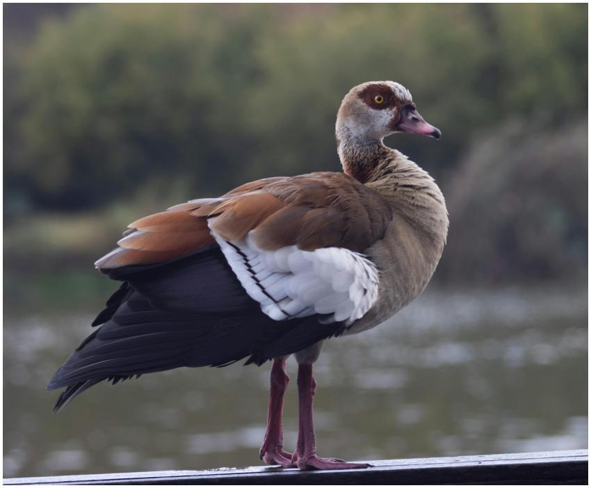 Free stock photo of egyptian goose, goose