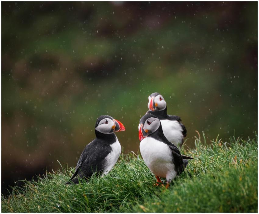 Three Atlantic puffins perched on grassy cliffs in
