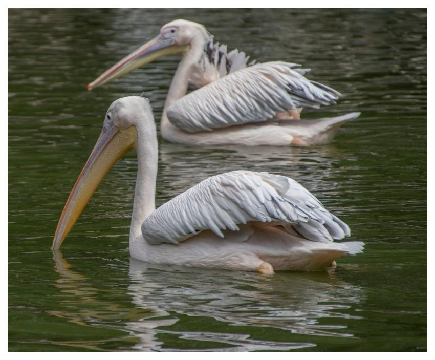Pelican Waterfowls Birds Feathers