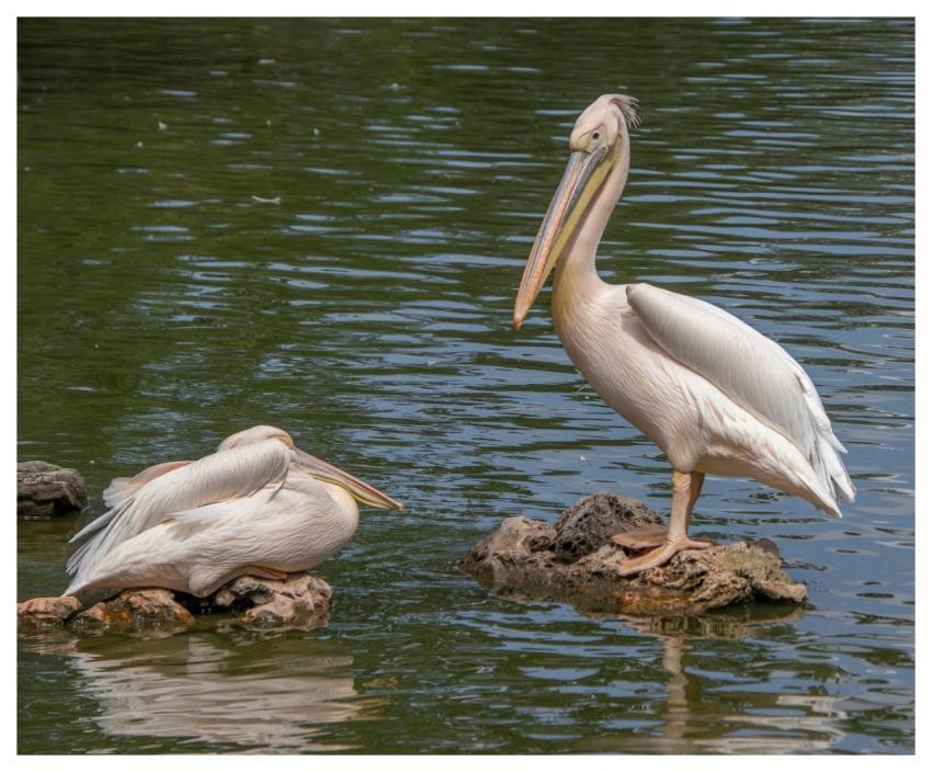 Pelican Bird Animal Feathers