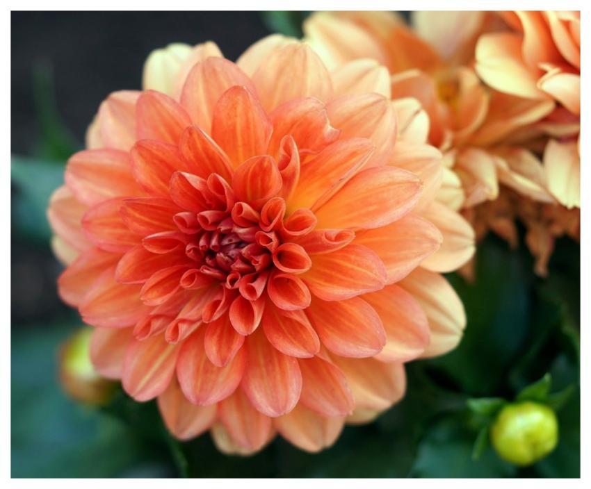 Dahlia Nature Blossom Bloom