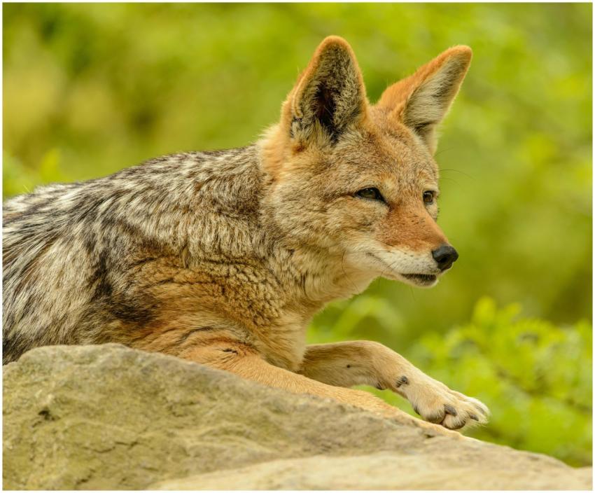Close-up portrait of a black-backed jackal resting