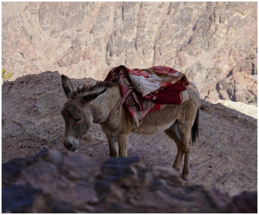 A lone donkey with colorful saddle blanket rests a