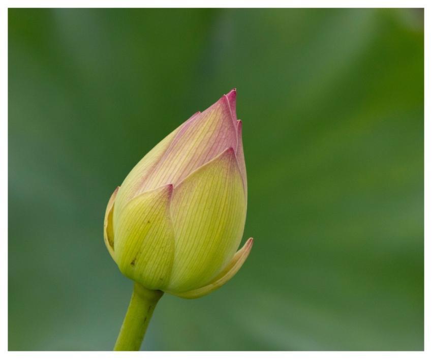 Lotus Full Hd Wallpaper Flower Bud