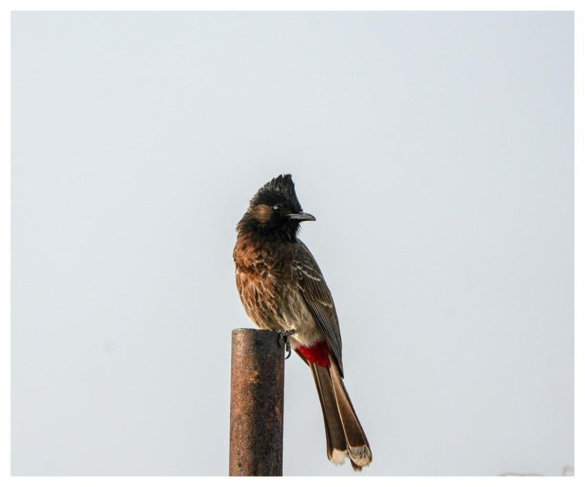 Bulbul Bird Animal Nature