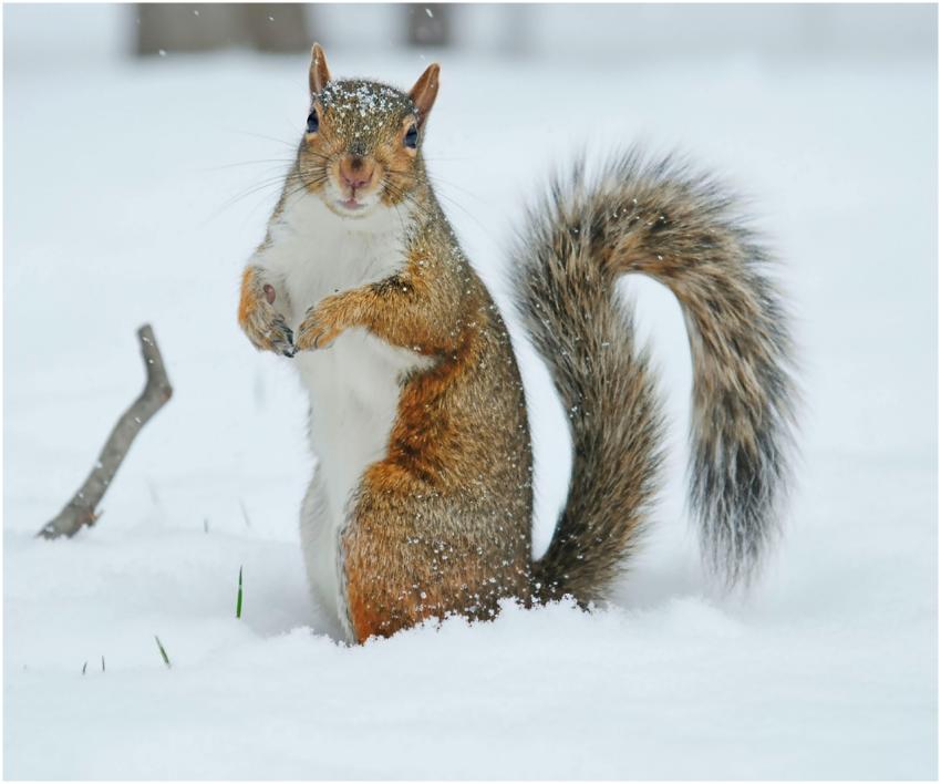 A curious squirrel standing in the snow during a w