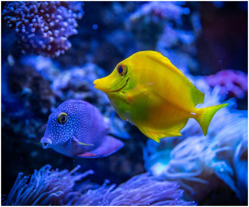 Colorful tropical fish swimming among coral reefs