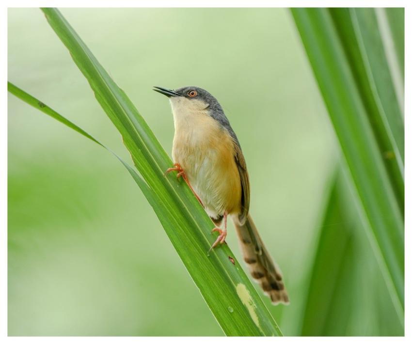 Prinia Bird Nature Animal