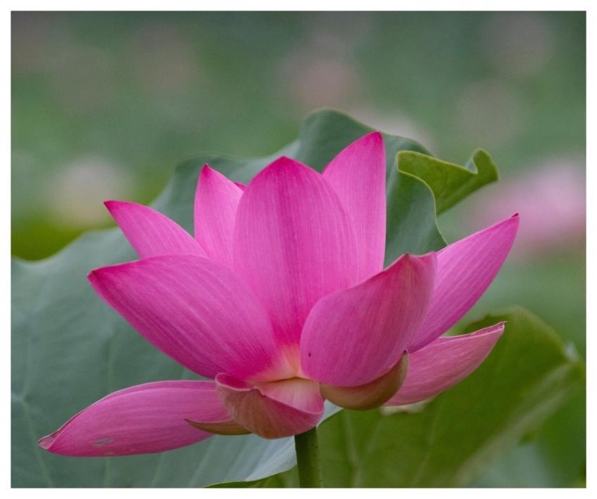 Lotus Flower Pond Plant