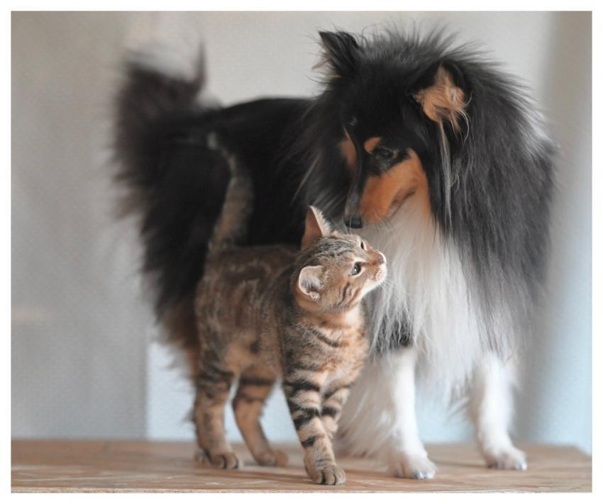 Cat Dog Animals Shetland Sheepdog Stuart Mila Kitt
