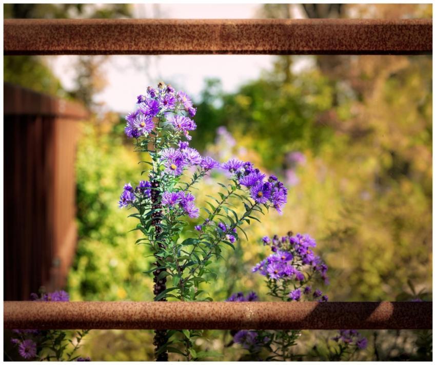 Close-up of blooming purple wildflowers framed by