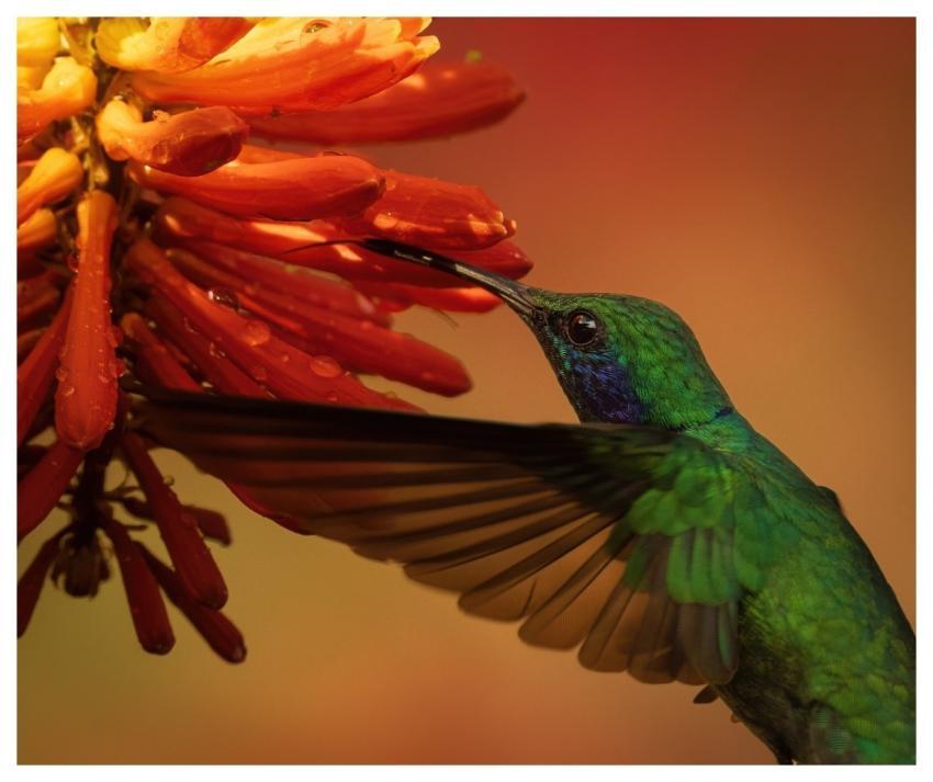 Hummingbird Bird Wildlife Costa Rica
