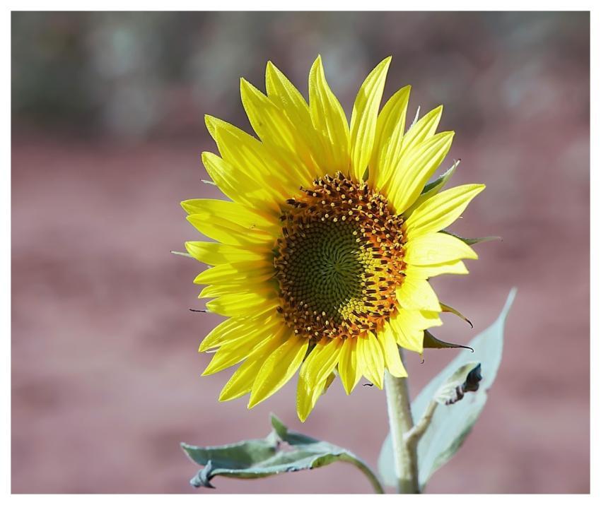 Sunflower Flower To Flourish Petals