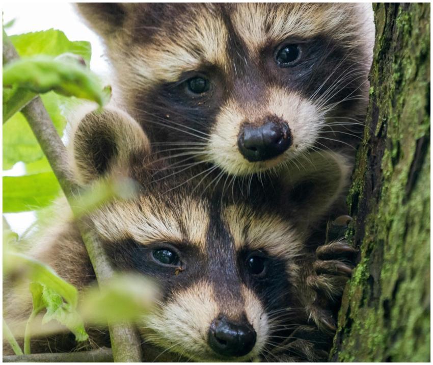 Adorable raccoon cubs peek out from a tree with cu