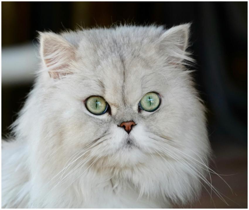 Charming Persian cat portrait showcasing its fluff