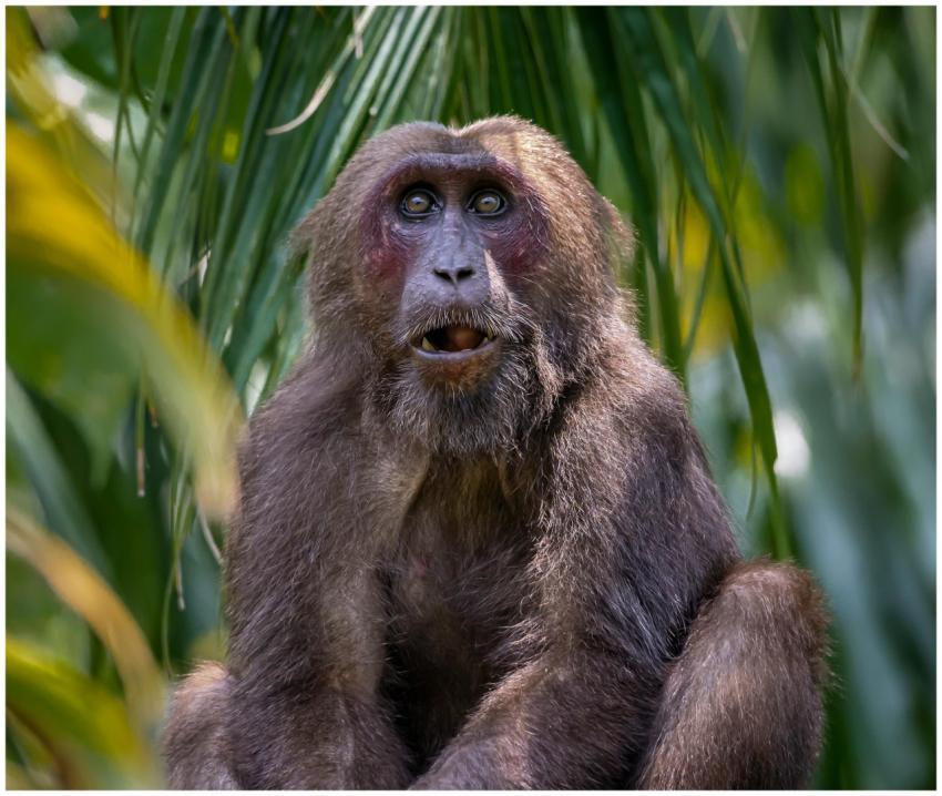 Close-up of a Stump-Tailed Macaque in its natural