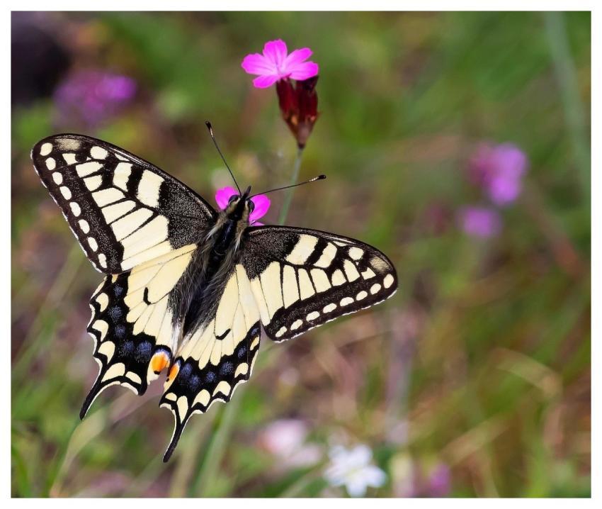 Swallow-Tailed Moth Butterfly Insect Nature