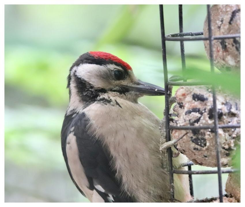 Great Spotted Woodpecker Picoides Major Little Woo
