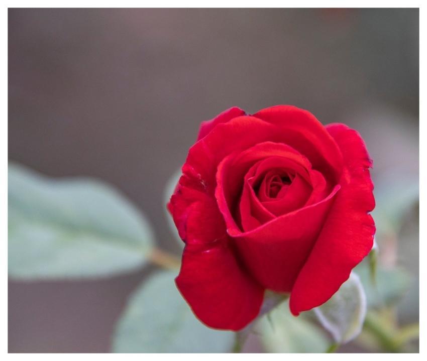 Rose Bloom Blossom Flower