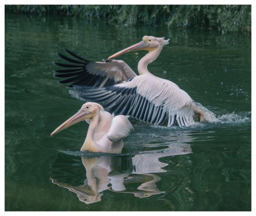 Pelican Animals Birds Waterbirds