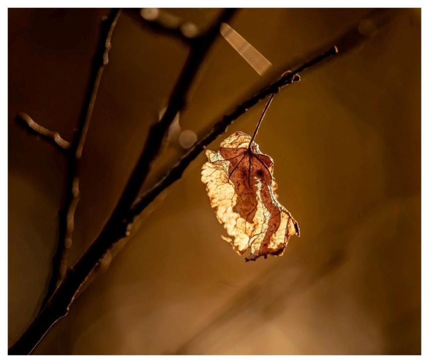 Autumn Autumnal Foliage Hd Wallpaper