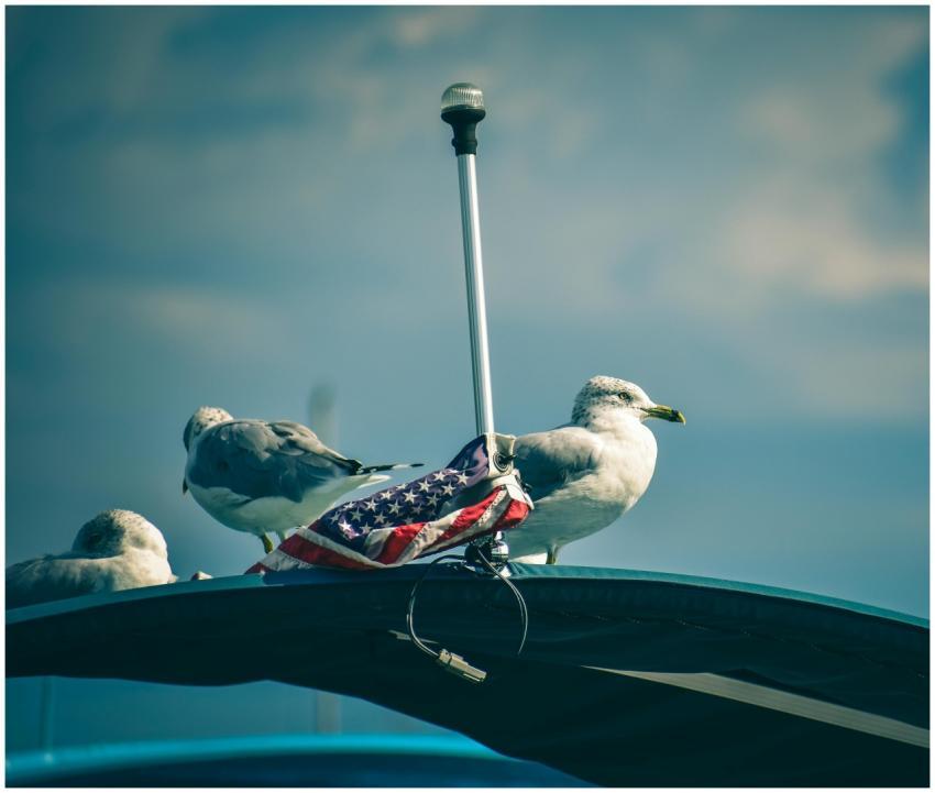 Seagulls perched on a boat with an American flag,
