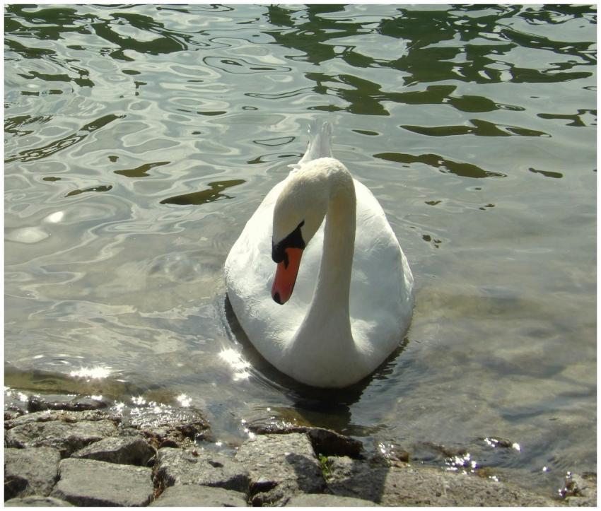 Elegant Swan Gliding Tranquil