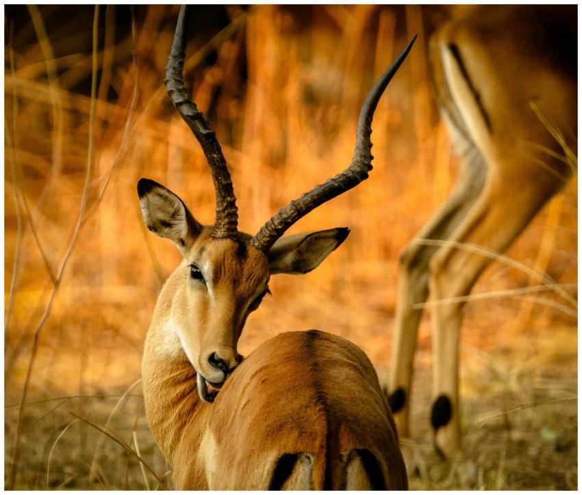 A beautiful impala with curved horns resting in th
