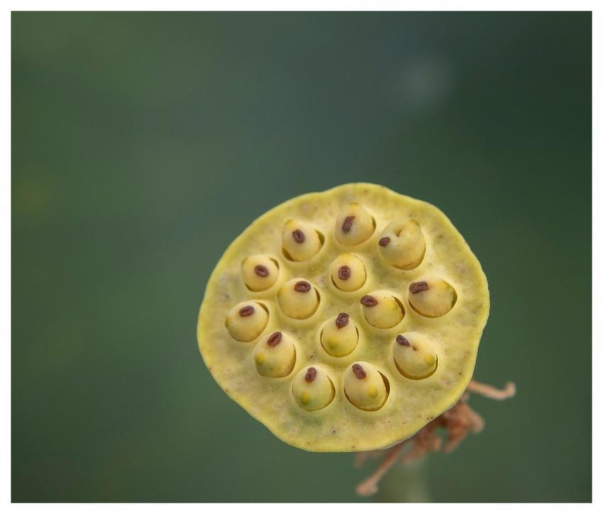 Seed Lotus Pod Nature