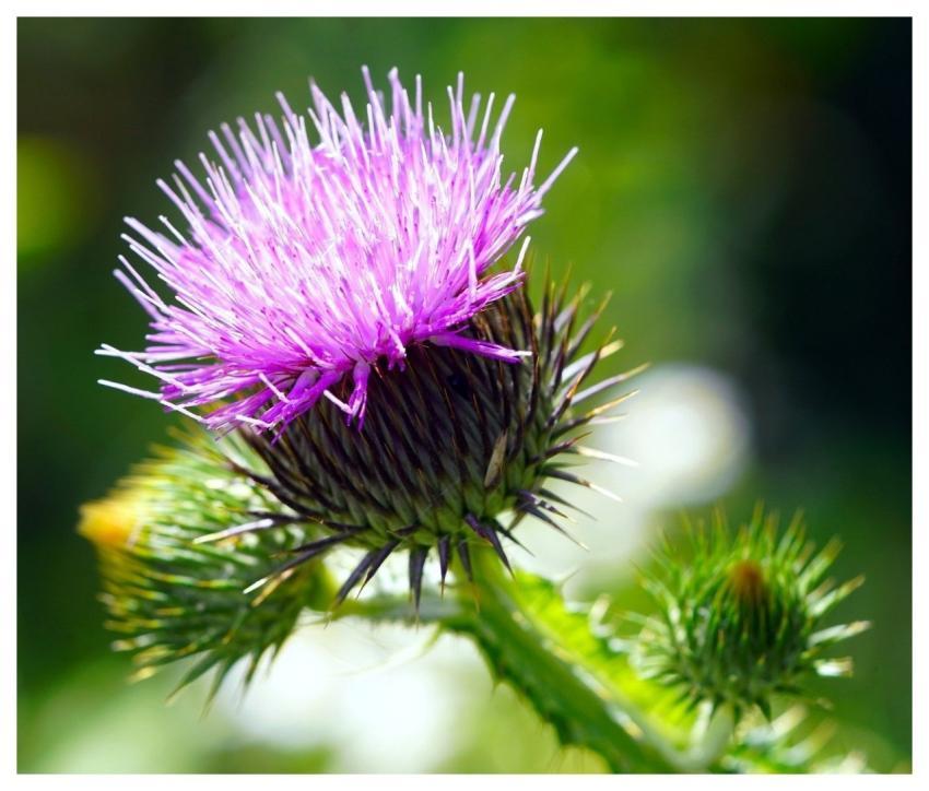 Thistle Nature Plant Flower