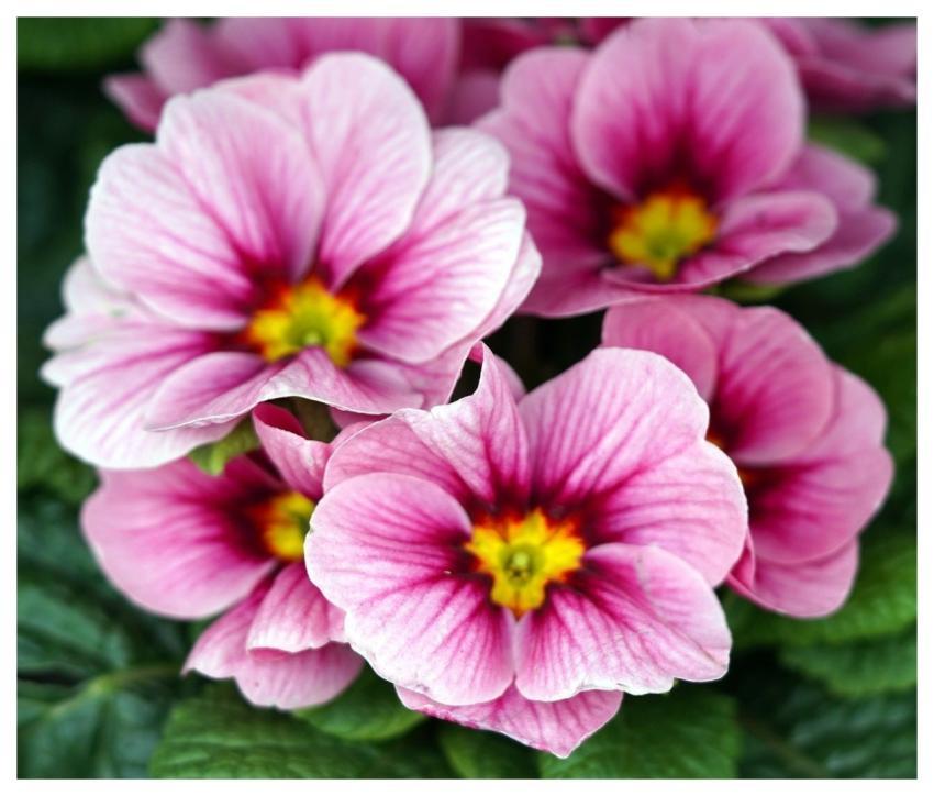 Flower Nature Blossom Bloom