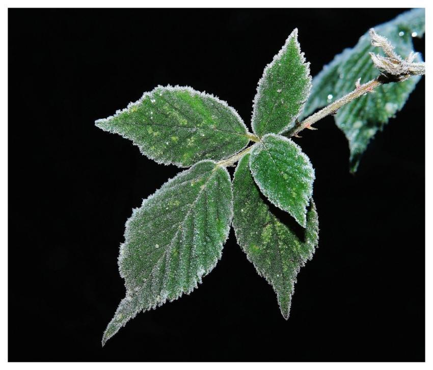 Leaves Free Background Iced Beautiful Wallpaper