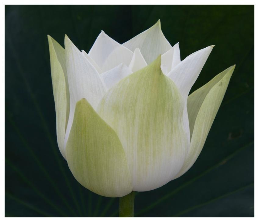 Lotus Flower Plant Bloom