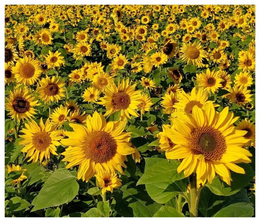 Sunflower Field Blooming Landscape