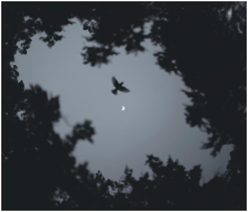 A bird in silhouette soaring against the backdrop