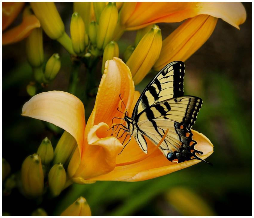 Macro shot of a stunning yellow swallowtail butter